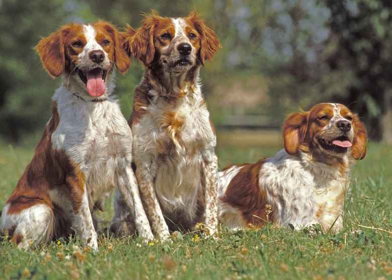 Dogs