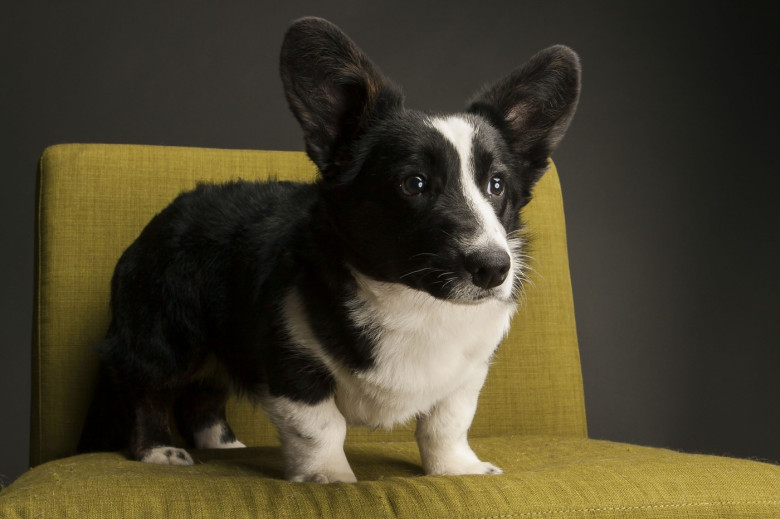 Dog studio