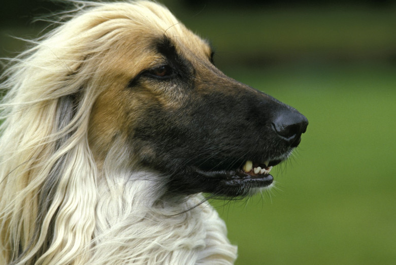 Dogs