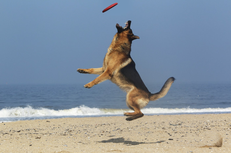 Dogs