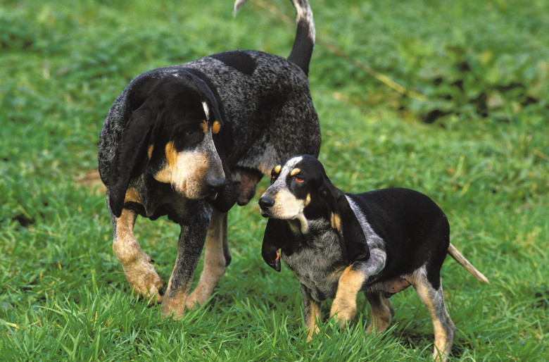 Dogs