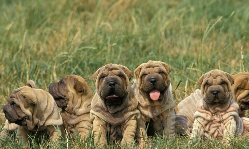 Dogs