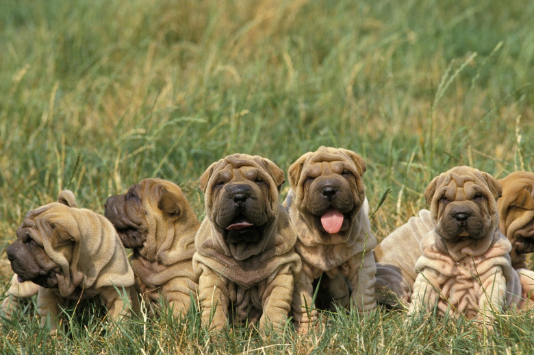Dogs