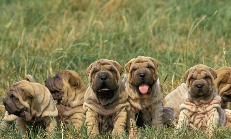 Dogs