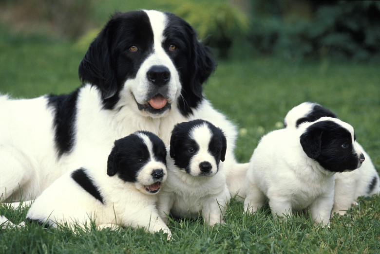 Dogs