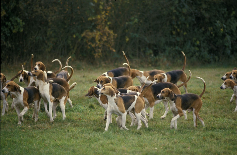 Dogs