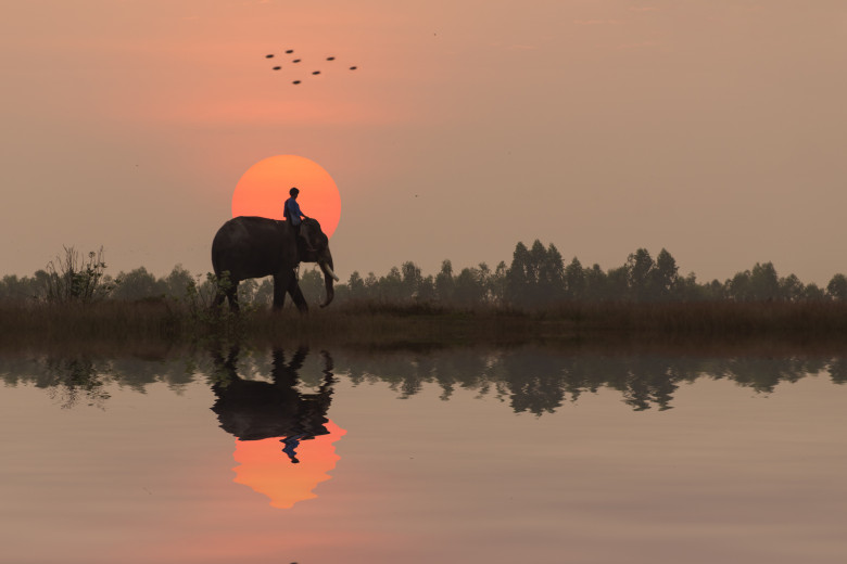 Elephant is Going Home