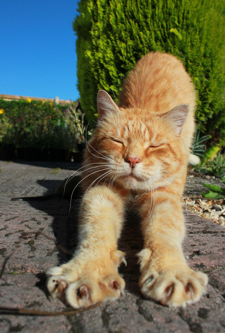 Ginger cat stretching on garden path
