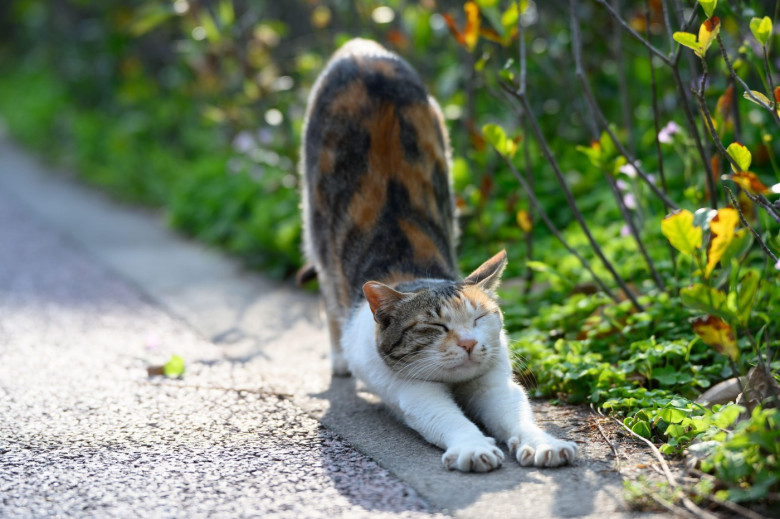 Cat stretching on the ground