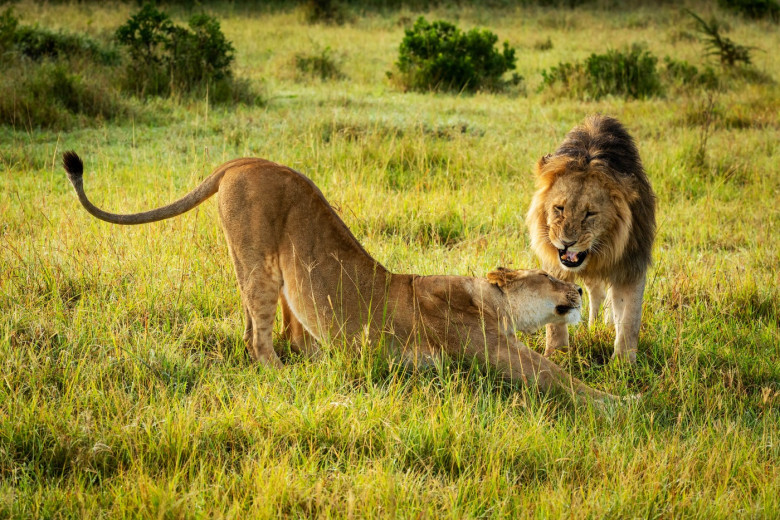 ANIMALS STRIKE POSES IN NATURE'S YOGA STUDIO