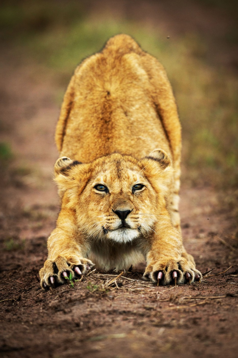 ANIMALS STRIKE POSES IN NATURE'S YOGA STUDIO