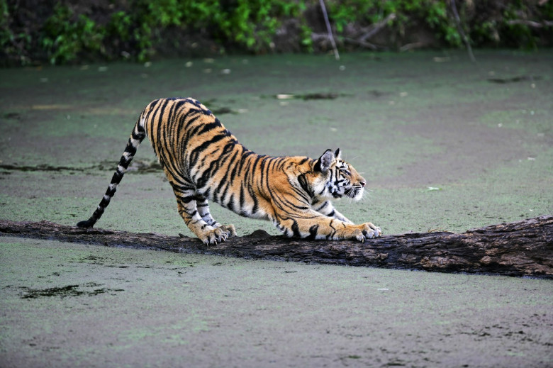 TIGERS TAKE UP YOGA DURING BATH TIME