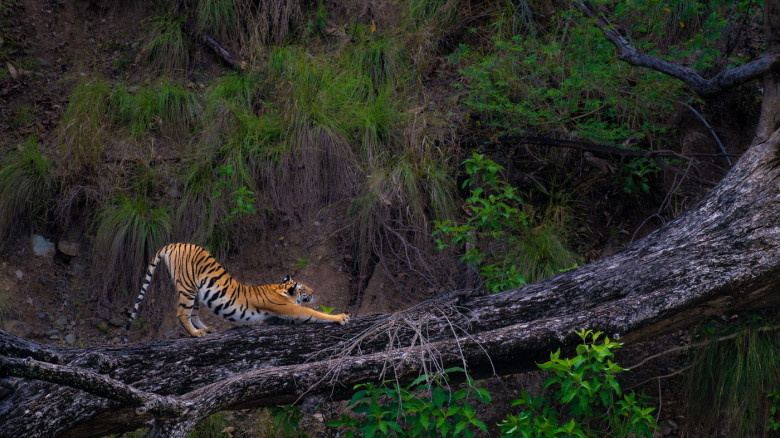 Bengal tiger stretches on a fallen tree in Corbett National Park, India. Captured in natural habitat, showcasing big cat behavior and wild elegance.