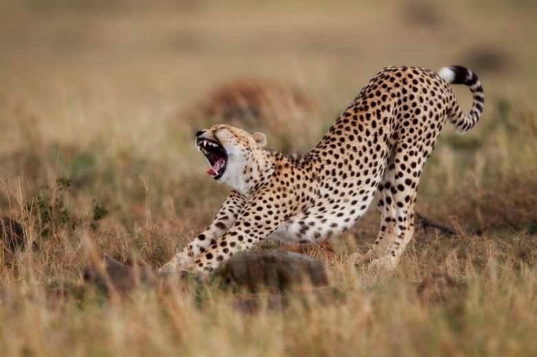 africa kenya cat