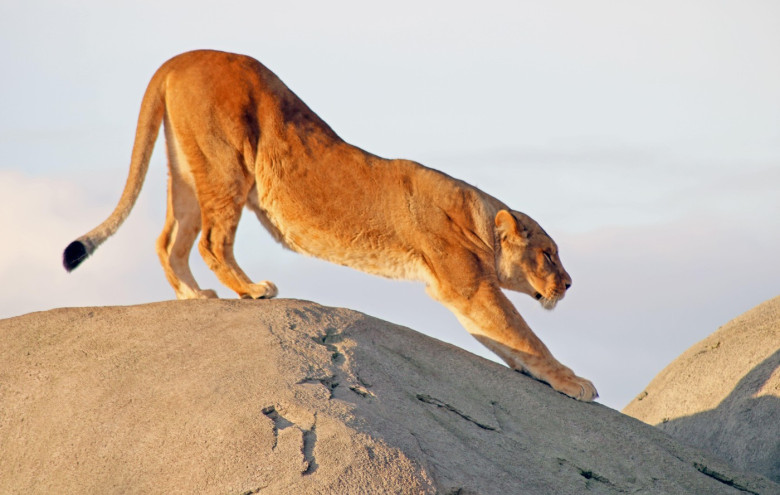 Portraits of lions/ Portrait von Löwen