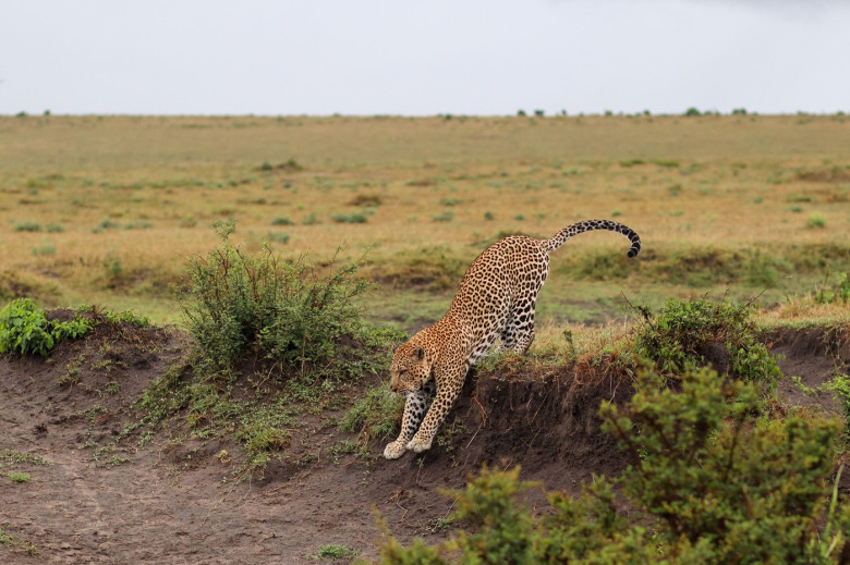 Leopard stretching its body gracefully on a small mound, enjoying the warm sun in the vast Masai Mara National Reserve of Kenya