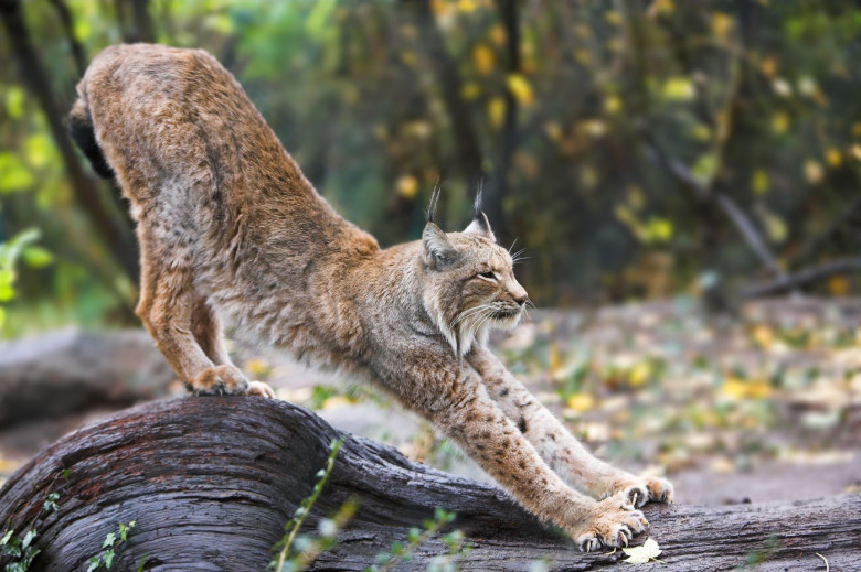 lynx