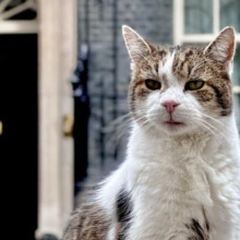 Motanul Larry împlineşte 15 ani în Downing Street 10. Povestea felinei care a cucerit liderii lumii