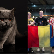 Kira Kiralina din România a fost desemnată cea mai frumoasă pisică din Europa. „Ursoaica din Bucovina” a cucerit juriul internaţional
