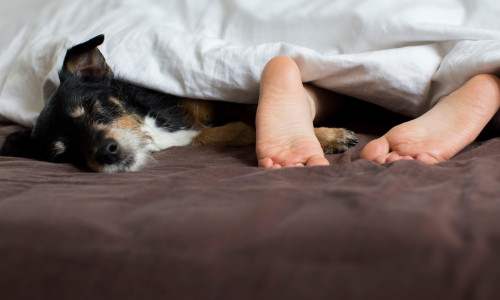 Child sleeping with dog in bed.
