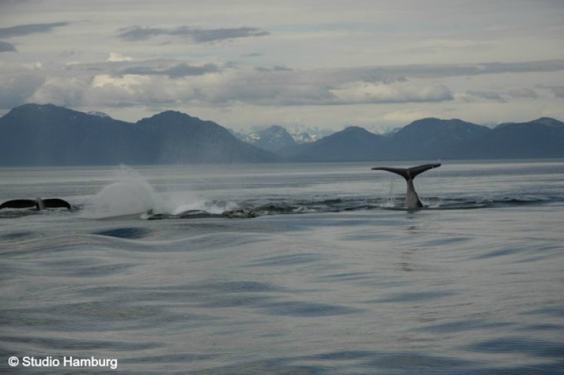 304_Glacier-Bay (7)