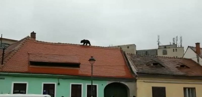 urs pe acoperis