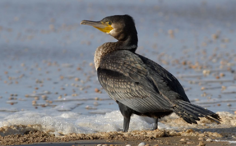 Gripa-aviara-confirmata-la-un-cormoran-descoperit-in-Portul-Constanta