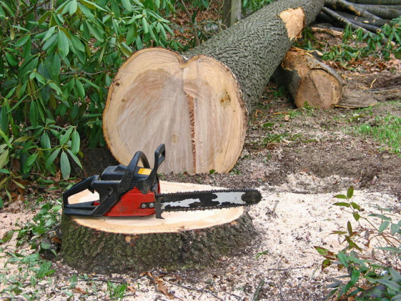 lemne-drujba