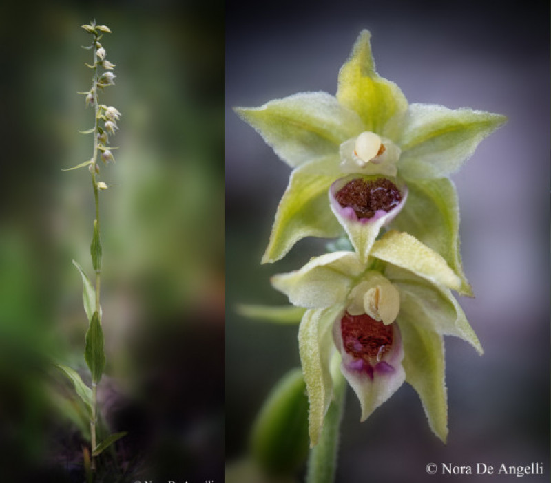 noua specie de orhidee