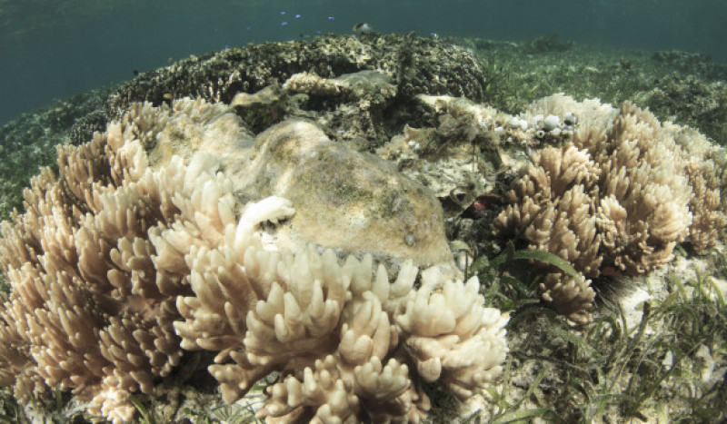 corali morti