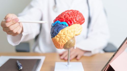 Secretul din raftul cu condimente și ierburi aromatice. În ce se găsește acidul carsonic, un nou aliat în lupta cu Alzheimer