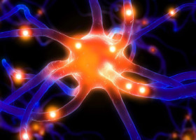 Studiul de ultimă oră care schimbă profund ceea ce se credea despre capacitatea creierului adult de a genera neuroni noi