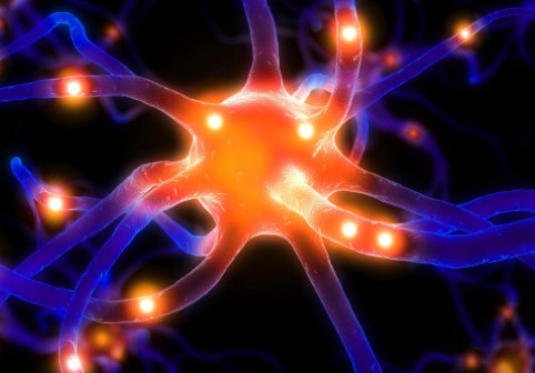 Studiul de ultimă oră care schimbă profund ceea ce se credea despre capacitatea creierului adult de a genera neuroni noi