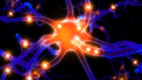 Studiul de ultimă oră care schimbă profund ceea ce se credea despre capacitatea creierului adult de a genera neuroni noi