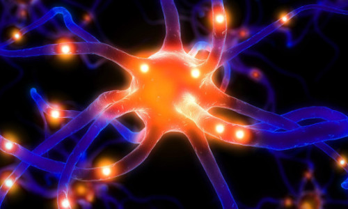 Studiul de ultimă oră care schimbă profund ceea ce se credea despre capacitatea creierului adult de a genera neuroni noi