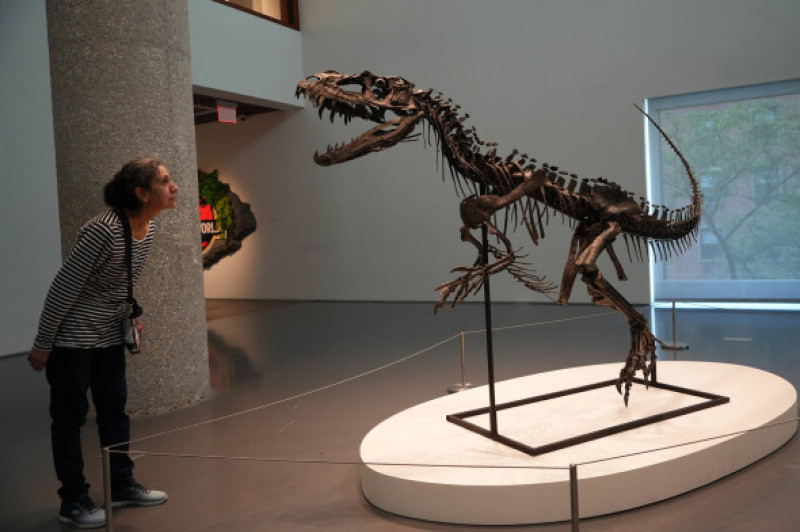 schelet dinozaur