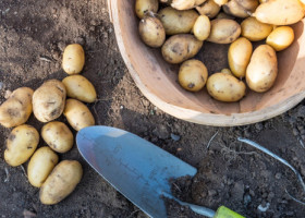 Misterul originilor cartofului, în sfârșit rezolvat. Totul a început cu o întâlnire întâmplătoare dintre două plante, acum 9 milioane de ani