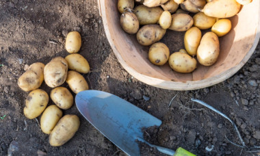 Misterul originilor cartofului, în sfârșit rezolvat. Totul a început cu o întâlnire întâmplătoare dintre două plante, acum 9 milioane de ani