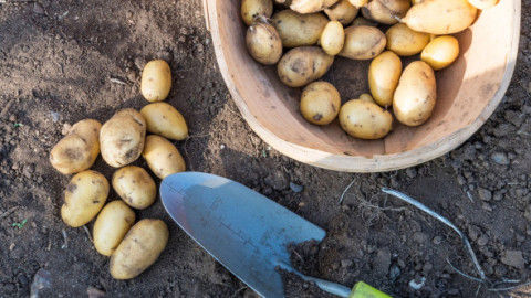 Misterul originilor cartofului, în sfârșit rezolvat. Totul a început cu o întâlnire întâmplătoare dintre două plante, acum 9 milioane de ani