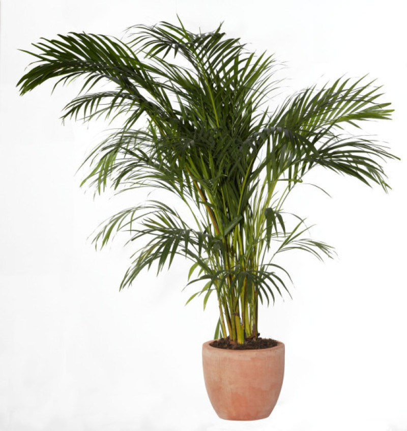Areca Palm Yellow Butterfly