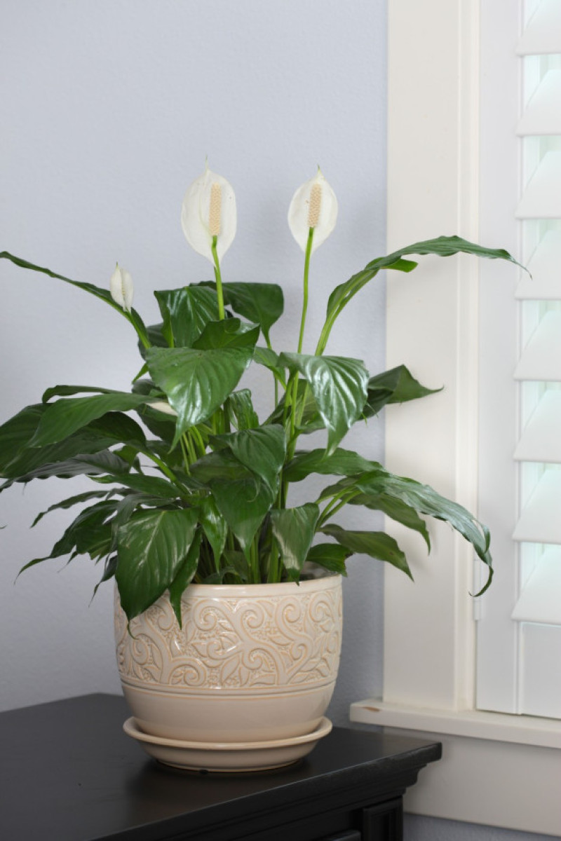 Peace Lily, Spathiphyllum