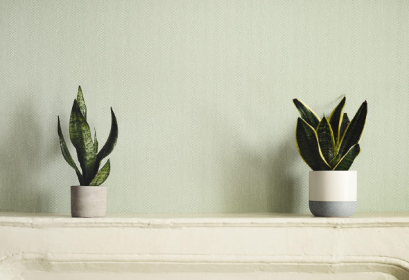 Two flower pots with sansevieria or snake plants on a white old shelf