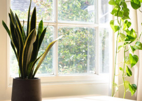 Top cinci plante care purifică aerul și previn mucegaiul din casă. Metodele naturale pentru un interior curat și aer sănătos