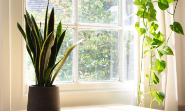 Top cinci plante care purifică aerul și previn mucegaiul din casă. Metodele naturale pentru un interior curat și aer sănătos