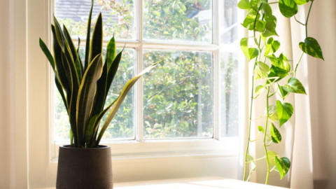 Top cinci plante care purifică aerul și previn mucegaiul din casă. Metodele naturale pentru un interior curat și aer sănătos