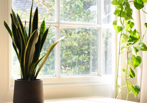 Top cinci plante care purifică aerul și previn mucegaiul din casă. Metodele naturale pentru un interior curat și aer sănătos