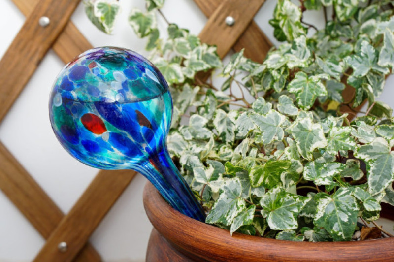 English ivy with watering globe, a device for watering house plants during vacations.
