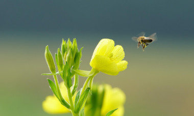 Când este echinocțiul de primăvară 2026. De ce ziua nu este, totuși, perfect egală cu noaptea