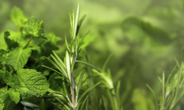 Planta aromatică asociată cu o memorie mai bună și reducerea anxietății. Ce spun cercetările despre legătura cu Alzheimer