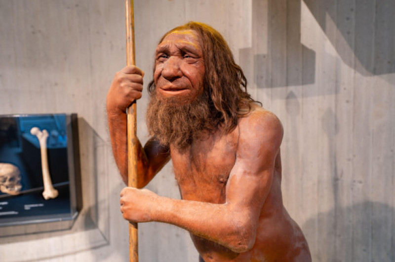 reconstrucție om din Neanderthal